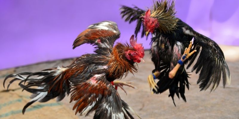 tk 88 KM Game Bài 3d