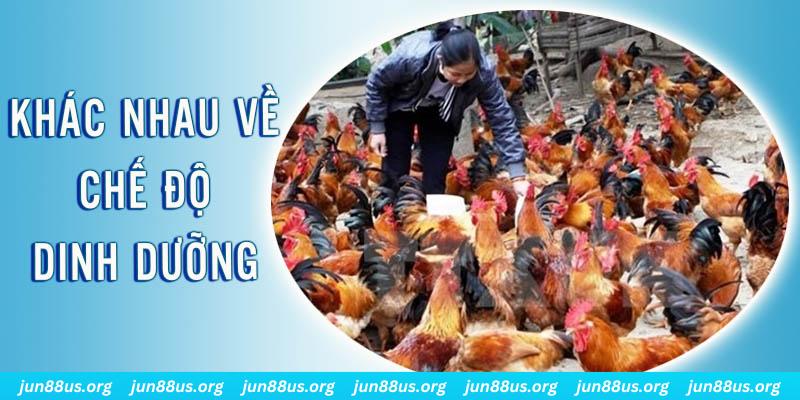 tk 88 xổ số miền nam thứ năm hàng tuần