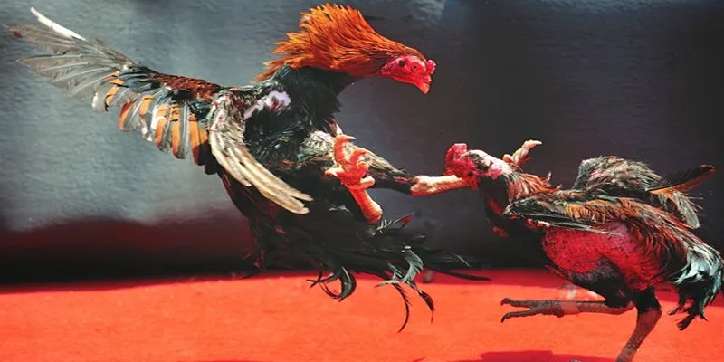 tk 88 bắn cá h5 chơi ngay