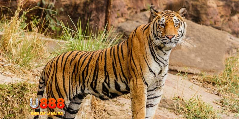 tk 88 xổ số bình thuận