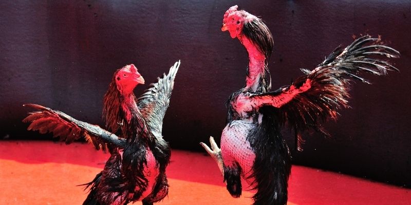 tk 88 thị trường baccarat là gì