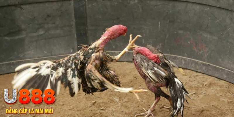 tk 88 đăng nhập tiến lên miền nam số 1